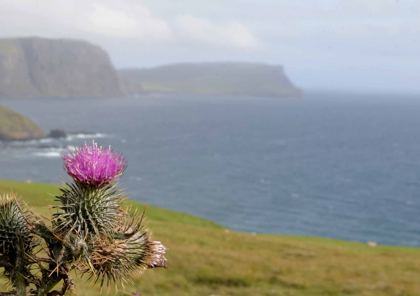 Schottische Distel in violetter Blüte auf der Isle of Skye – Schottlands Nationalpflanze