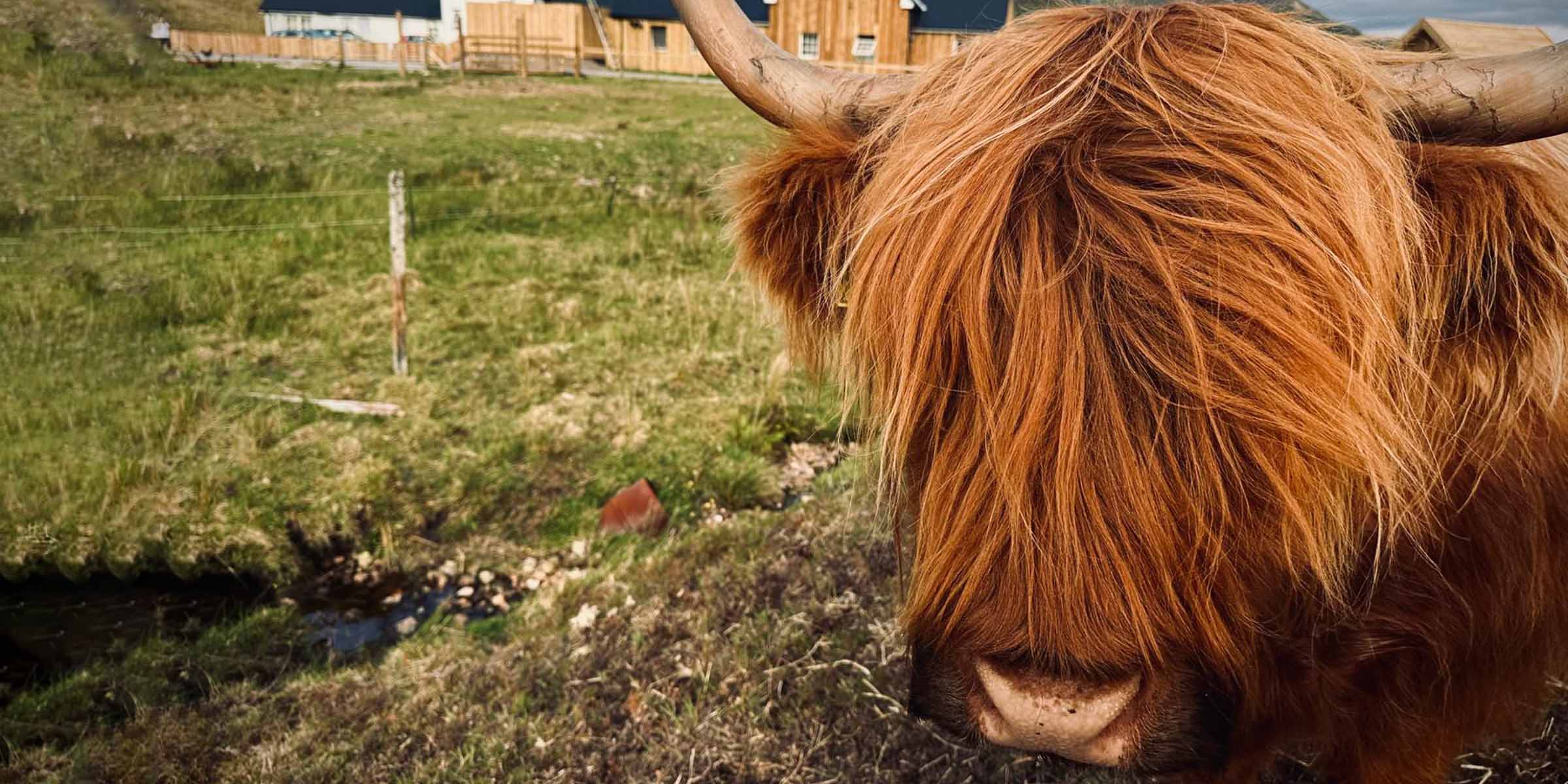 Heilan-Coo-Hochland-Rinder-Kuh-Schottland